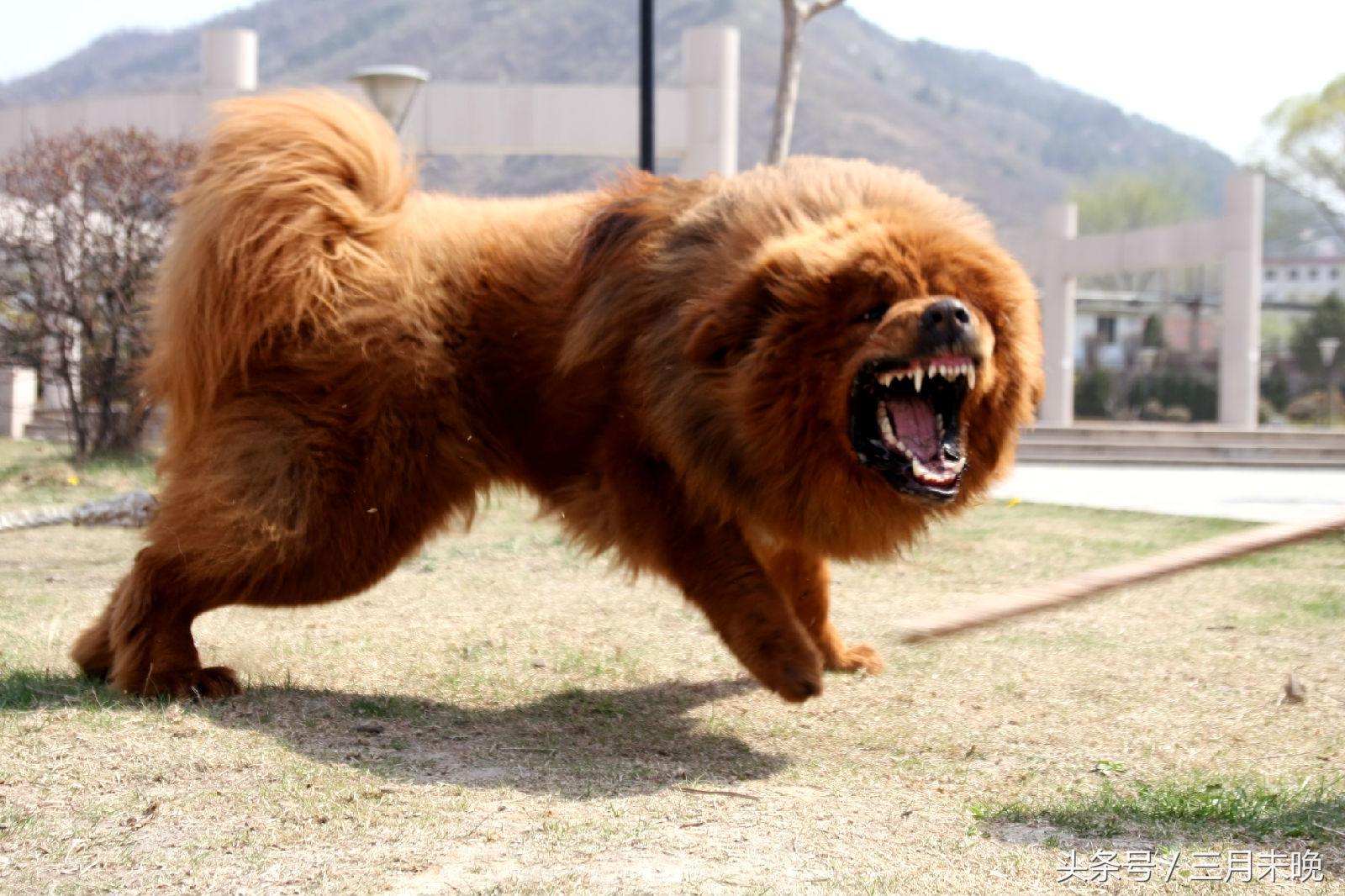 生活中二十种常见狗狗的价格，哪个最名不符实