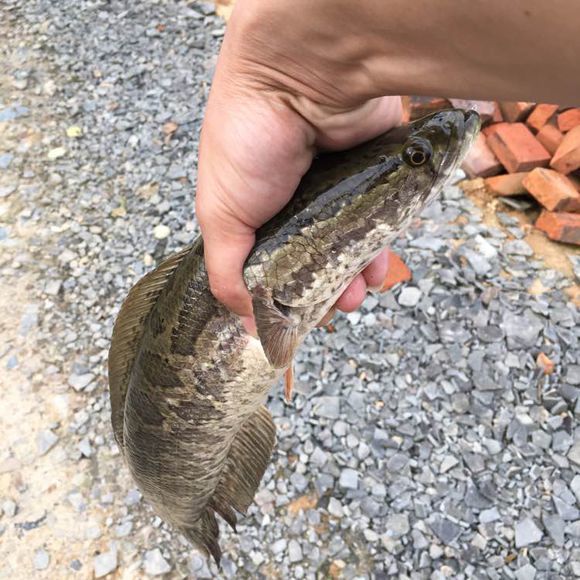 人民币打窝子，巧夺大黑鱼！