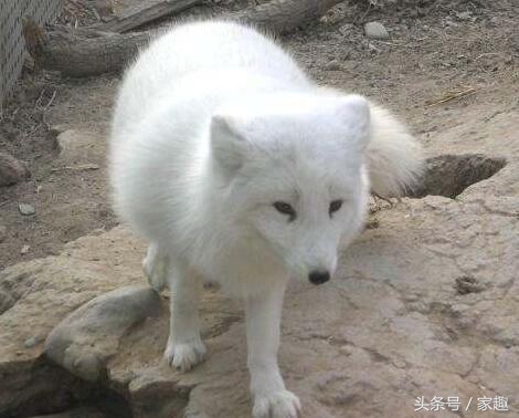 如何鉴别萨摩纯不纯,鉴定萨摩纯不纯