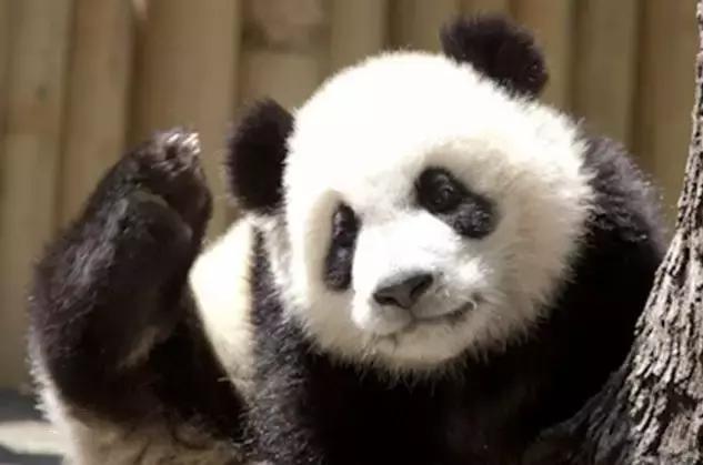 熊猫的萌态有多可爱,熊猫是软萌无害的吗