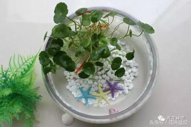 适合跟鱼养在一起的花,适合跟鱼一起养的小盆植物