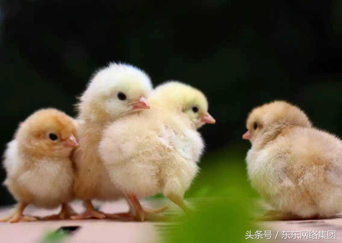 肉鸡鸡爪缩起来什么原因,肉鸡前期出现瘫鸡怎么回事