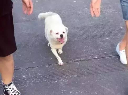 狗狗得了巨型肿瘤,老狗长出巨大肉球