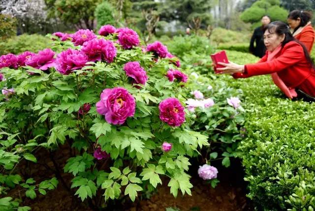 洛阳各牡丹观赏园门票价格公布,洛阳南山牡丹园门票免费政策