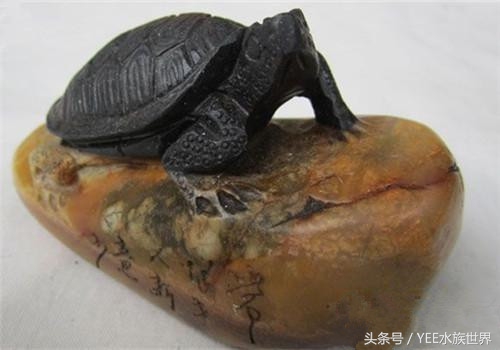 乌龟不露头什么讲究,乌龟为什么叫凤凰