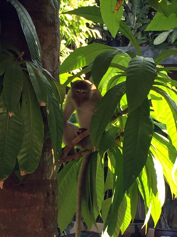 阳光沙滩海浪旅行日记,普吉甲米跟团游游记