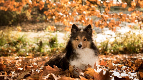 犬生产小狗注意事项,小型犬生产后怎么护理