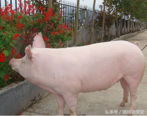 专家老师,请介绍一下母猪发情的来龙去脉?