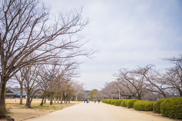 樱花烂漫几多时完整版,日本樱花节赏樱攻略视频大全