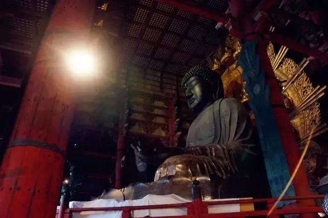 日本奈良看小鹿,日本奈良看小鹿视频