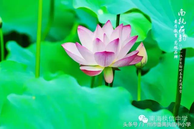 南海执信中学是公立还是私立,南海执信中学联系方式