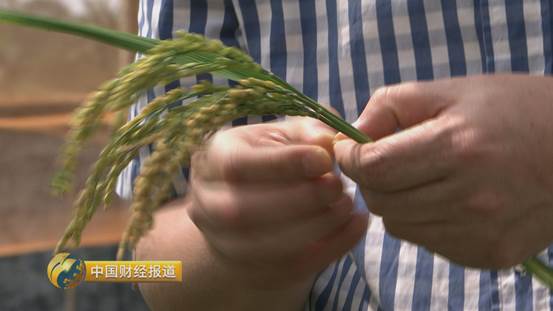 买到假五常大米怎么办,市场上常见的假冒五常大米