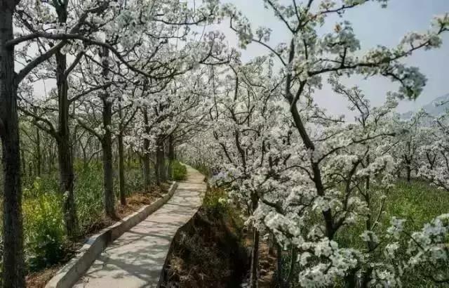 清明只放一天假,清明三天小假期