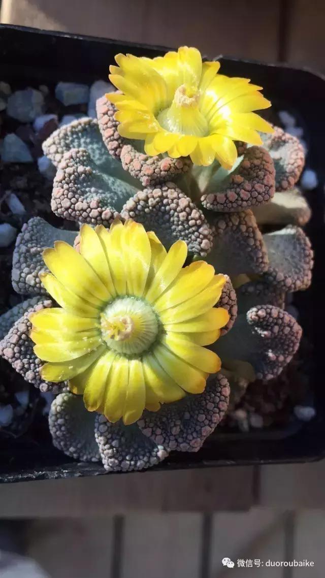 多肉为什么比较坑,多肉基础知识详解