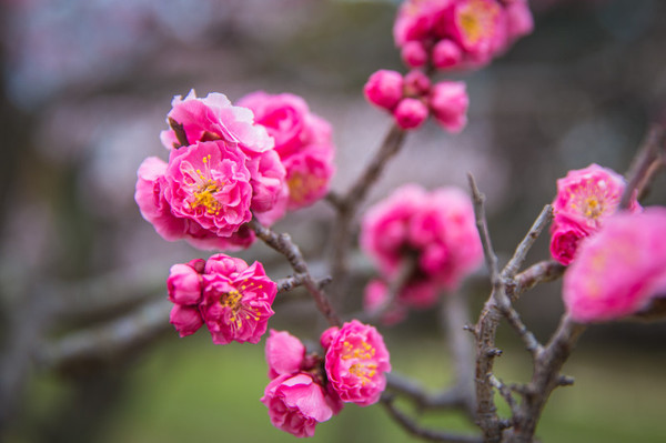 樱花烂漫几多时完整版,日本樱花节赏樱攻略视频大全