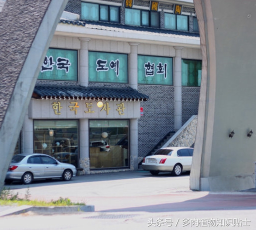 探访韩国多肉植物基地，中韩多肉大对比（二）