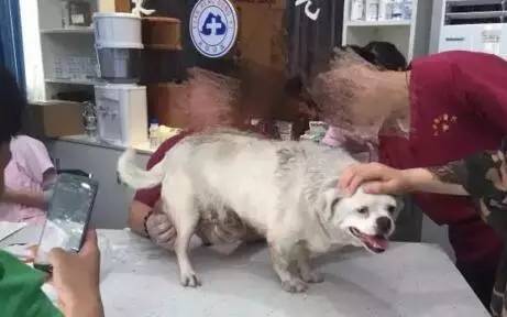 狗狗长了个鸡蛋大小的肉瘤,狗狗长了巨瘤后续