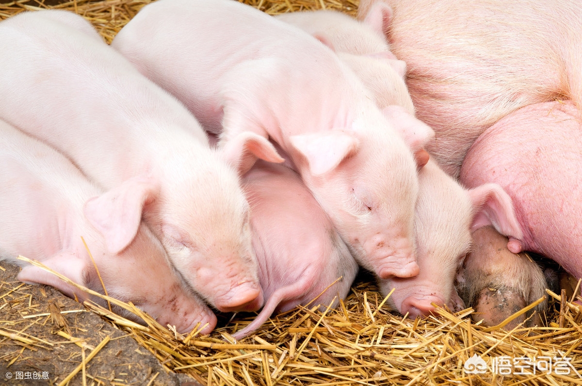 养猪篇仔猪腹泻的四大误区,断奶仔猪腹泻拉稀的最佳治疗方法