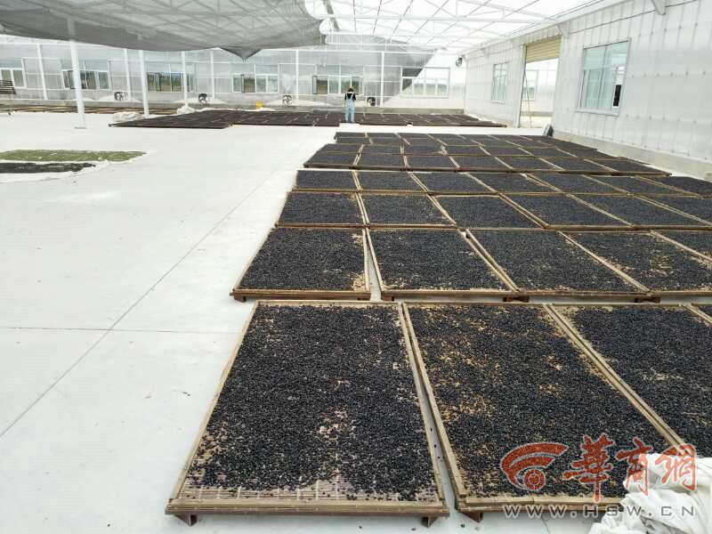 纯野生黑枸杞怎么辨别,市场上假的黑枸杞