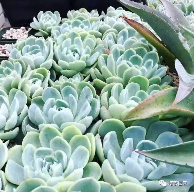 美国109岁老奶奶,109岁奶奶美国