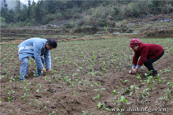 做好特色农业大文章,贵州省独山县麻尾镇新董村河坝