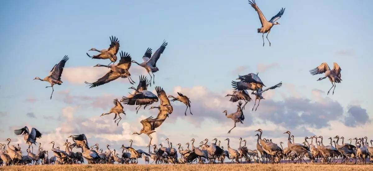 鏄ョ敯鑺辫姳鏃ュ父,鏄ョ敯鑺辫姳鑻辫