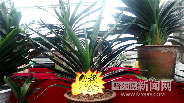 天价君子兰价格表,天价君子兰再战江湖