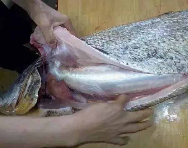 明星推荐的花胶品牌是真的吗,最好的花胶是什么样的