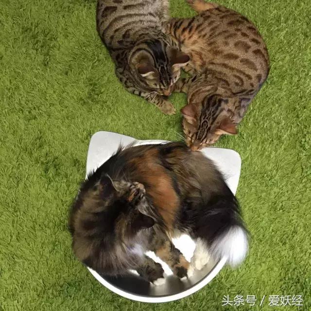 爱妖经｜开春了，来锅猫吧