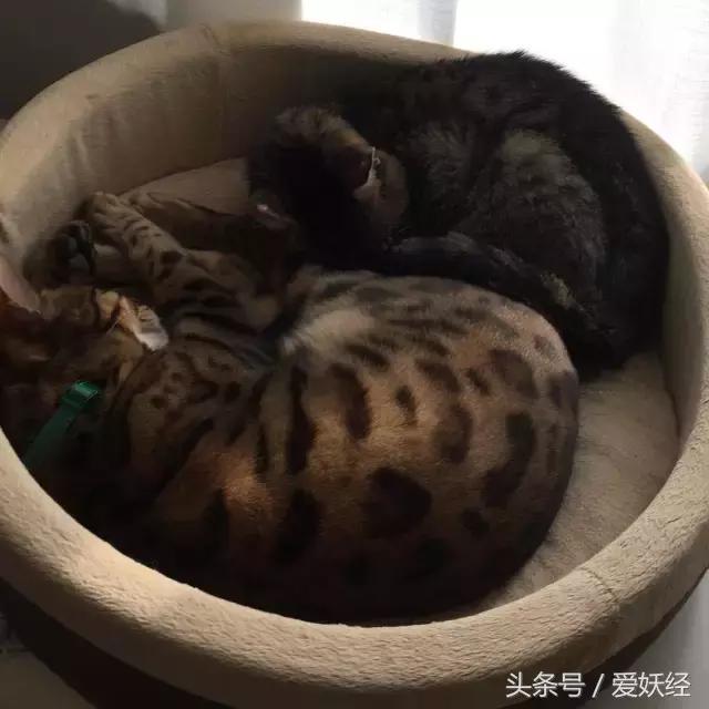 爱妖经｜开春了，来锅猫吧