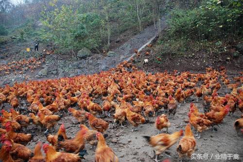 养鸡场面临被拆除的风险，只因收到了这样一份通知书！