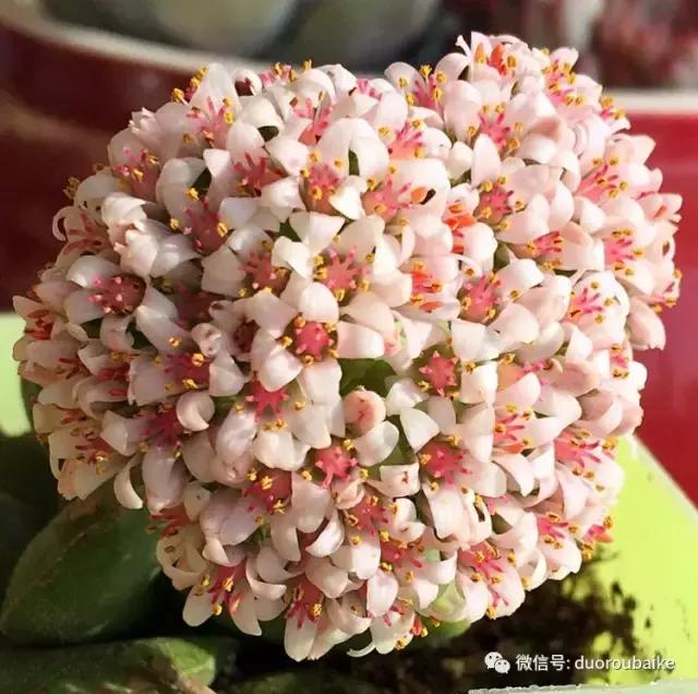 那些年我养过的多肉,这些年养过的花花草草