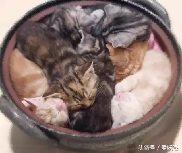 爱妖经|开春了,来锅猫吧