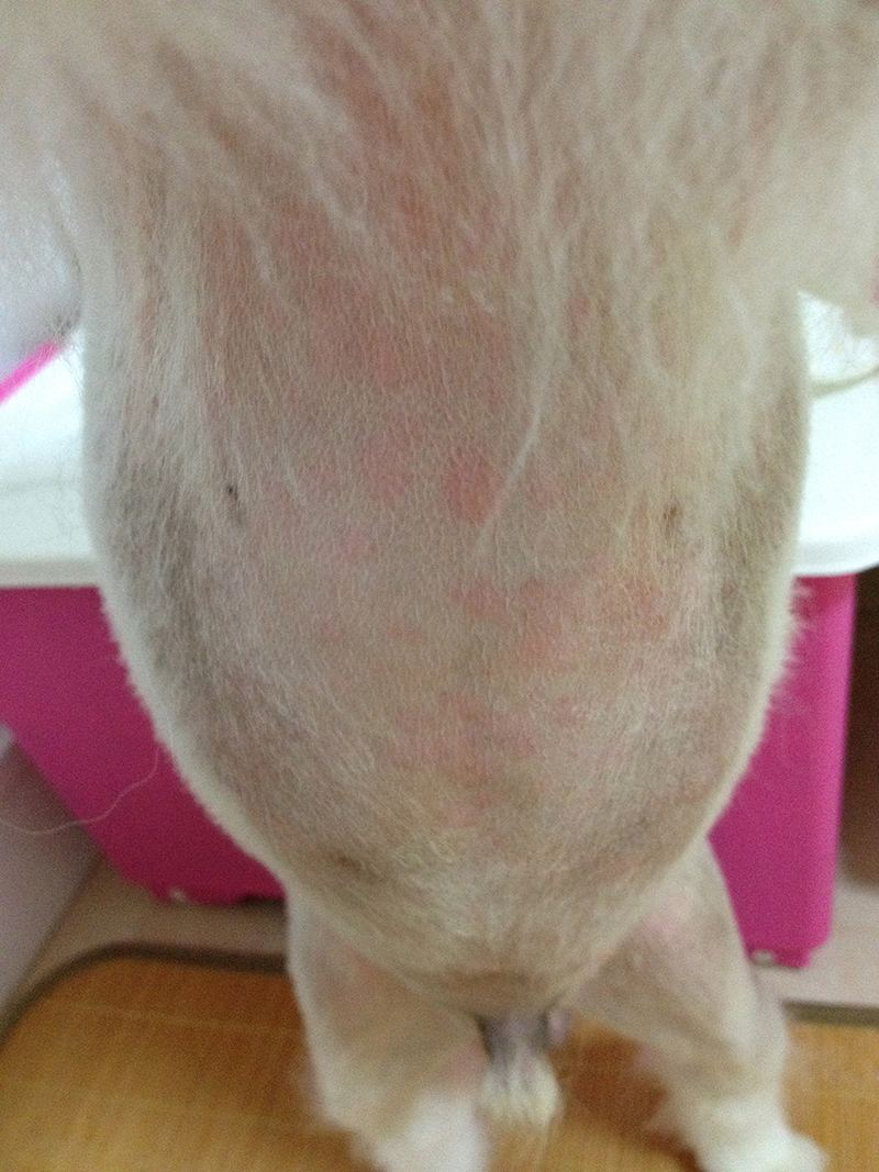 狗狗常见皮肤病及治疗方法,狗狗常见的皮肤病该怎么治