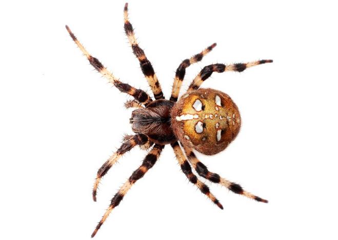 关于蜘蛛的一些可怕的事实