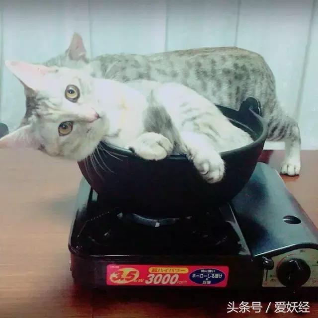 爱妖经|开春了,来锅猫吧