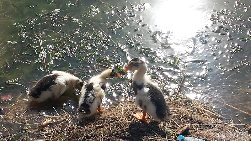 雄安白洋淀冬季旅游攻略,远离喧嚣白洋淀旅行