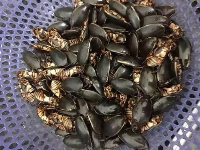 小时候山上的野果你还记得多少,还记得小时候这些野果吗