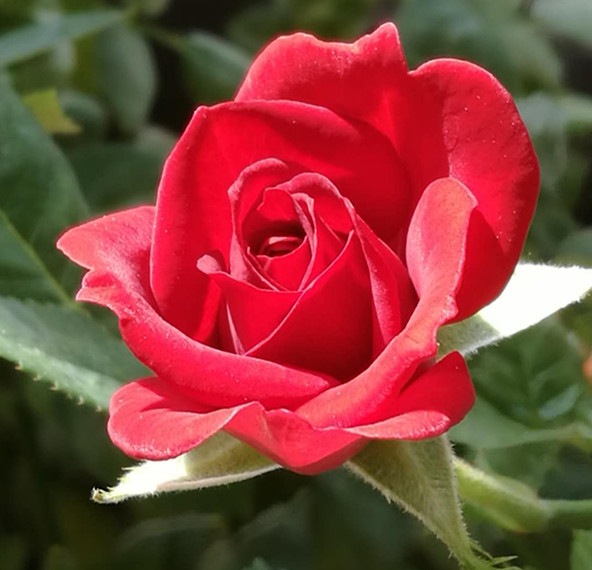 等一株花开的诗句,等一棵开花结果的树唯美句子