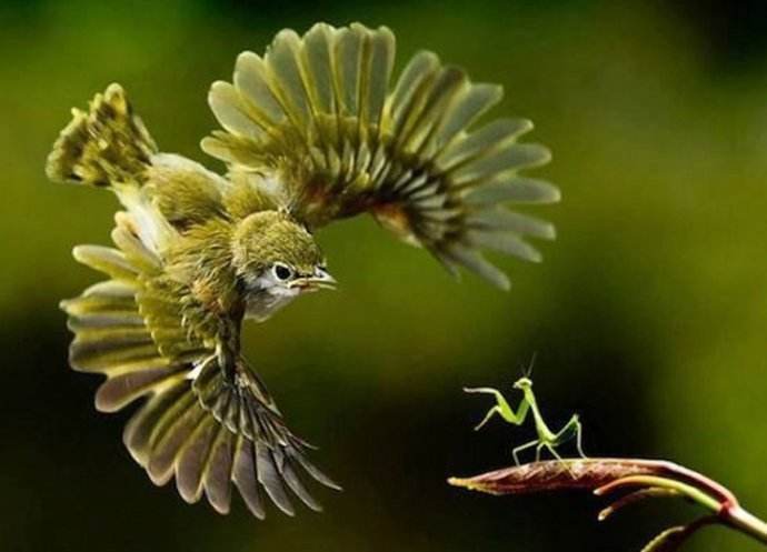 爱的黄雀04号通缉令