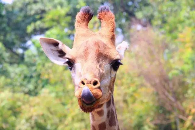 广州长隆野生动物园真实评价,广州长隆野生动物园讲解动物
