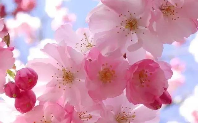 美爆了春天好去处,天津春天赏花的地方有哪些推荐