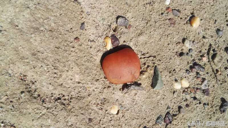 金丝玉宝石光在哪捡,捡金丝玉海蓝宝石的地方