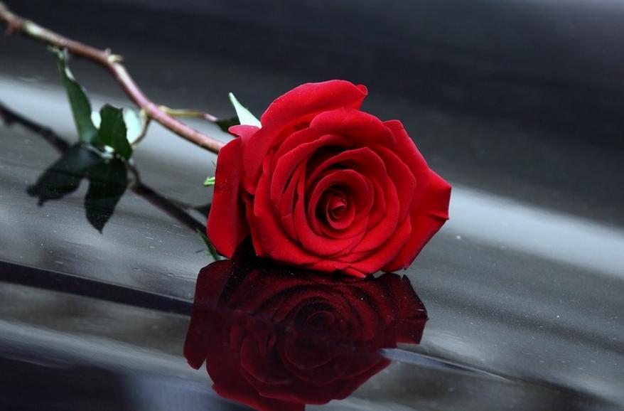 18朵玫瑰代表什么花语,78支玫瑰花的花语