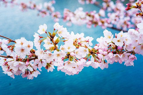 意境唯美图片小清新文字,手机壁纸高清小清新唯美图片