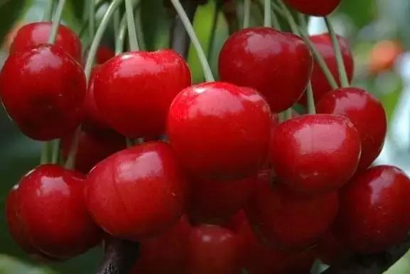 樱桃品种大全一览表,樱桃品种介绍大全