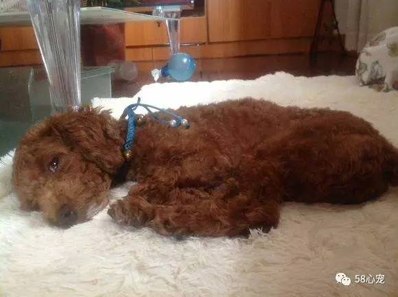 新手养狗把狗养死了好吗,第一次养狗把狗狗养死了