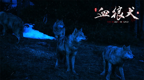 血狼犬看哭人视频,血狼犬感人