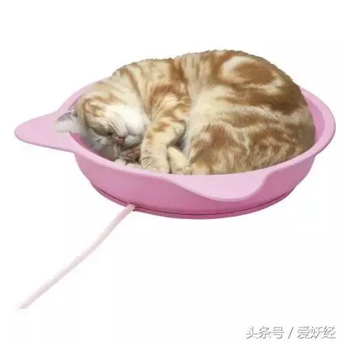 爱妖经|开春了,来锅猫吧