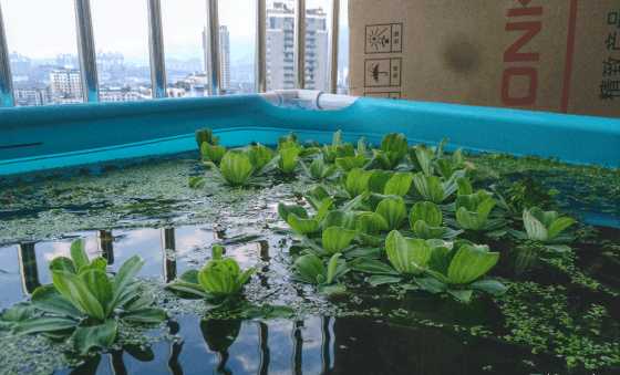 最便宜的鱼池推荐,一个观赏鱼池大概多少钱